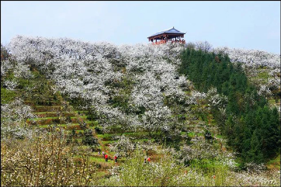 【春天，广西桂林灌阳县向您发出邀请！】我们在灌阳看梨花 - 游山玩水 - 桂林生活社区 - 桂林28生活网 www.28life.net