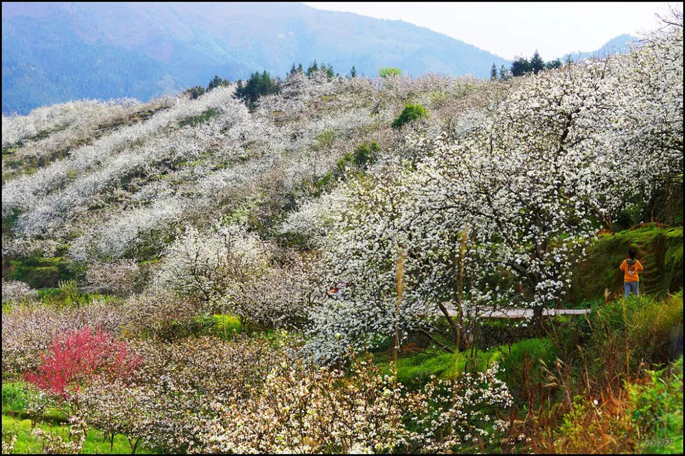 【春天，广西桂林灌阳县向您发出邀请！】我们在灌阳看梨花 - 游山玩水 - 桂林生活社区 - 桂林28生活网 www.28life.net