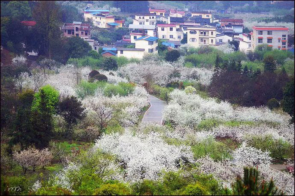 【春天，广西桂林灌阳县向您发出邀请！】我们在灌阳看梨花 - 游山玩水 - 桂林生活社区 - 桂林28生活网 www.28life.net