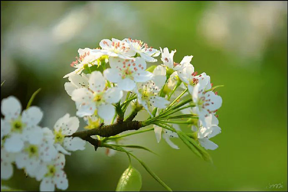 【春天，广西桂林灌阳县向您发出邀请！】我们在灌阳看梨花 - 游山玩水 - 桂林生活社区 - 桂林28生活网 www.28life.net