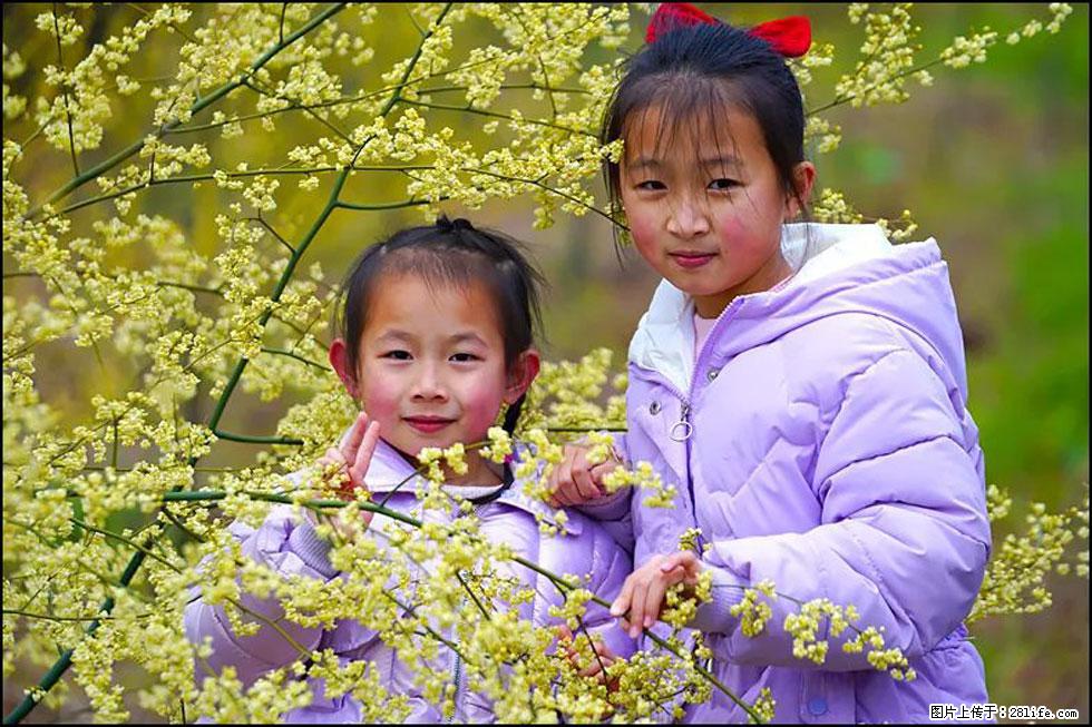 【春天，广西桂林灌阳县向您发出邀请！】米珠山前有片山苍子花在飘香 - 游山玩水 - 桂林生活社区 - 桂林28生活网 www.28life.net