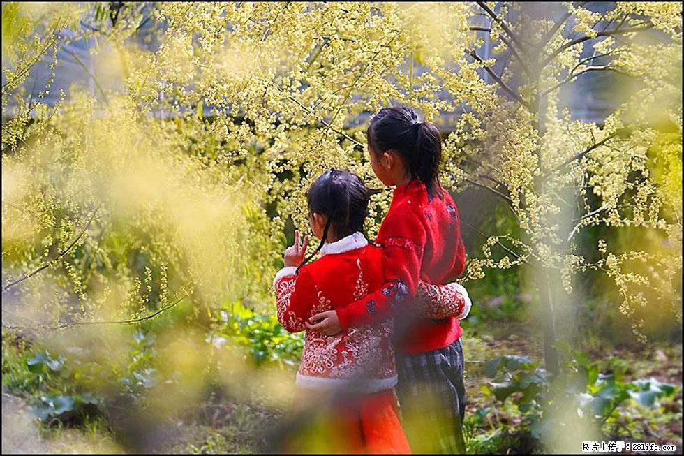 【春天，广西桂林灌阳县向您发出邀请！】米珠山前有片山苍子花在飘香 - 游山玩水 - 桂林生活社区 - 桂林28生活网 www.28life.net