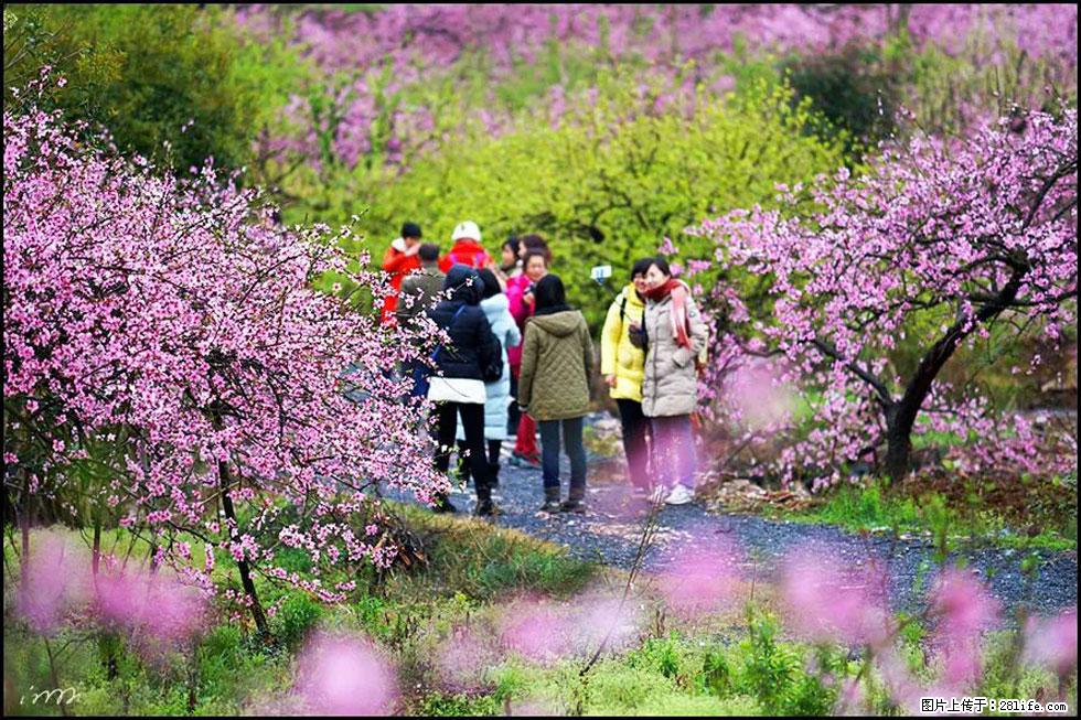 【春天，广西桂林灌阳县向您发出邀请！】官庄村有个醉美的桃花园 - 游山玩水 - 桂林生活社区 - 桂林28生活网 www.28life.net