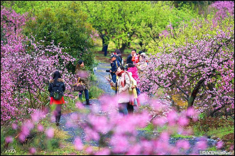 【春天，广西桂林灌阳县向您发出邀请！】官庄村有个醉美的桃花园 - 游山玩水 - 桂林生活社区 - 桂林28生活网 www.28life.net