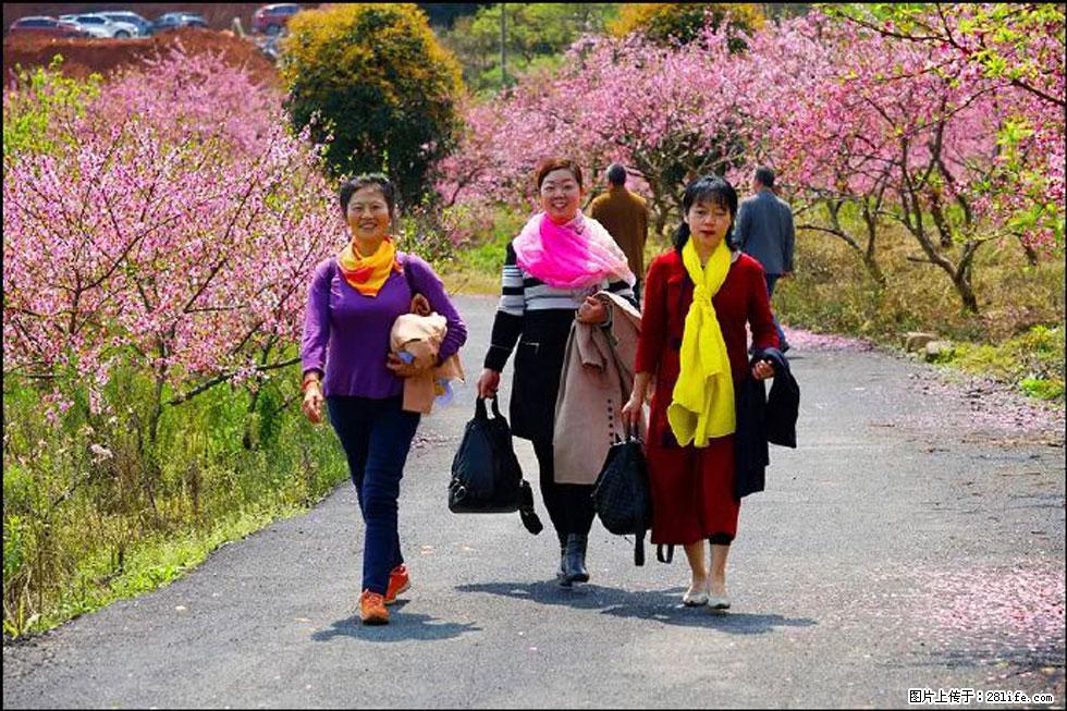 【春天，广西桂林灌阳县向您发出邀请！】官庄村有个醉美的桃花园 - 游山玩水 - 桂林生活社区 - 桂林28生活网 www.28life.net
