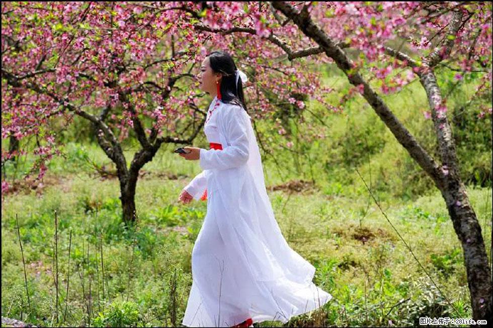 【春天，广西桂林灌阳县向您发出邀请！】官庄村有个醉美的桃花园 - 游山玩水 - 桂林生活社区 - 桂林28生活网 www.28life.net