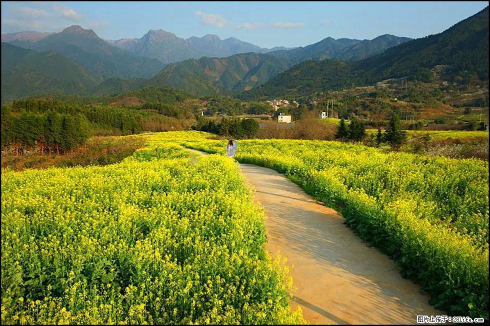 【春天,广西桂林灌阳县向您发出邀请!】长坪村油菜盛情花开 - 游山玩水 - 桂林生活社区 - 桂林28生活网 www.28life.net