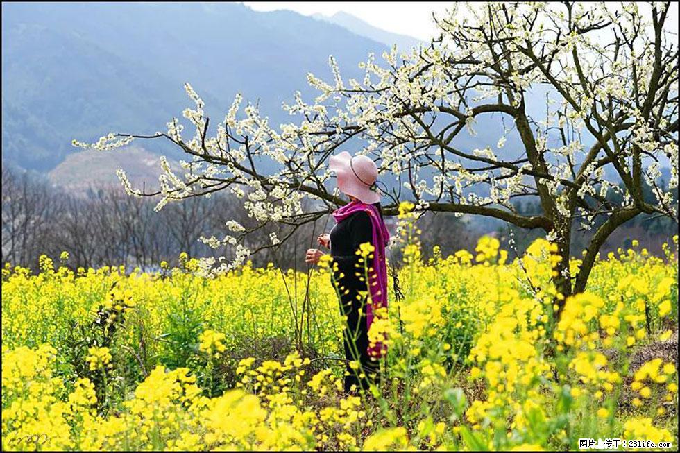 【春天,广西桂林灌阳县向您发出邀请!】长坪村油菜盛情花开 - 游山玩水 - 桂林生活社区 - 桂林28生活网 www.28life.net