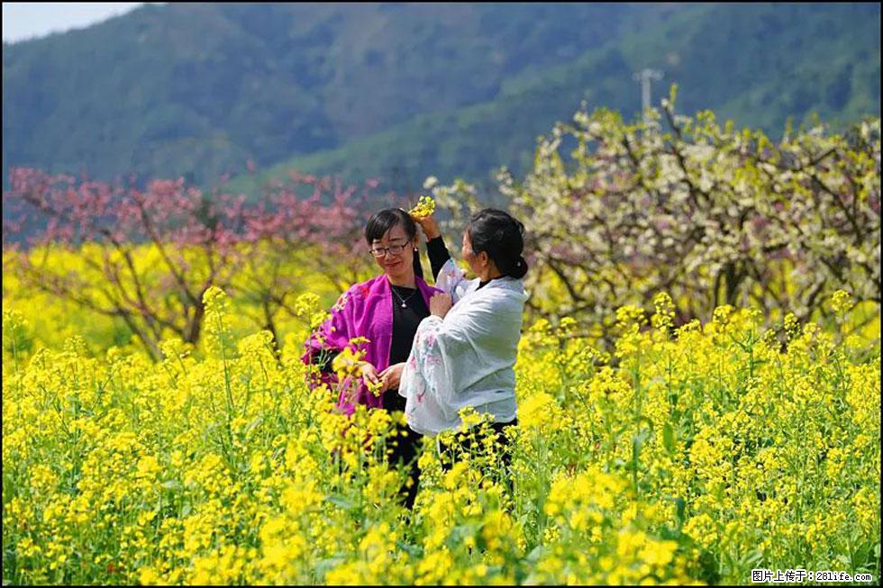 【春天,广西桂林灌阳县向您发出邀请!】长坪村油菜盛情花开 - 游山玩水 - 桂林生活社区 - 桂林28生活网 www.28life.net