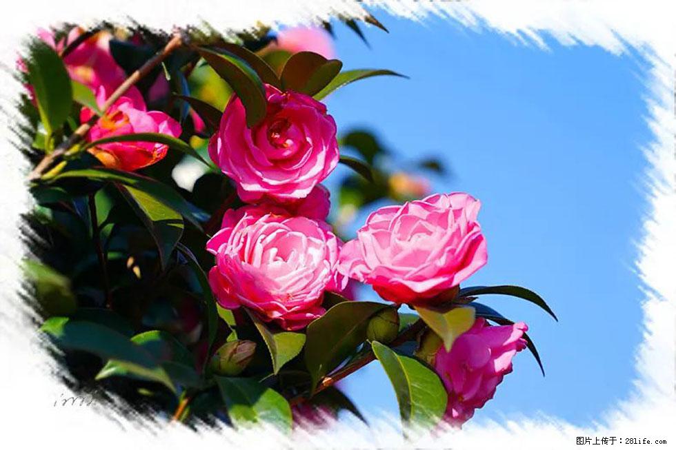【春天，广西桂林灌阳县向您发出邀请！】杨柳井茶花惹人爱 - 游山玩水 - 桂林生活社区 - 桂林28生活网 www.28life.net