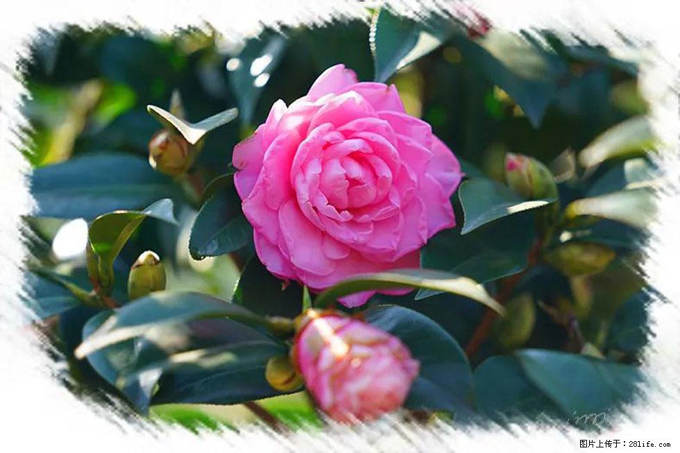 【春天，广西桂林灌阳县向您发出邀请！】杨柳井茶花惹人爱 - 游山玩水 - 桂林生活社区 - 桂林28生活网 www.28life.net