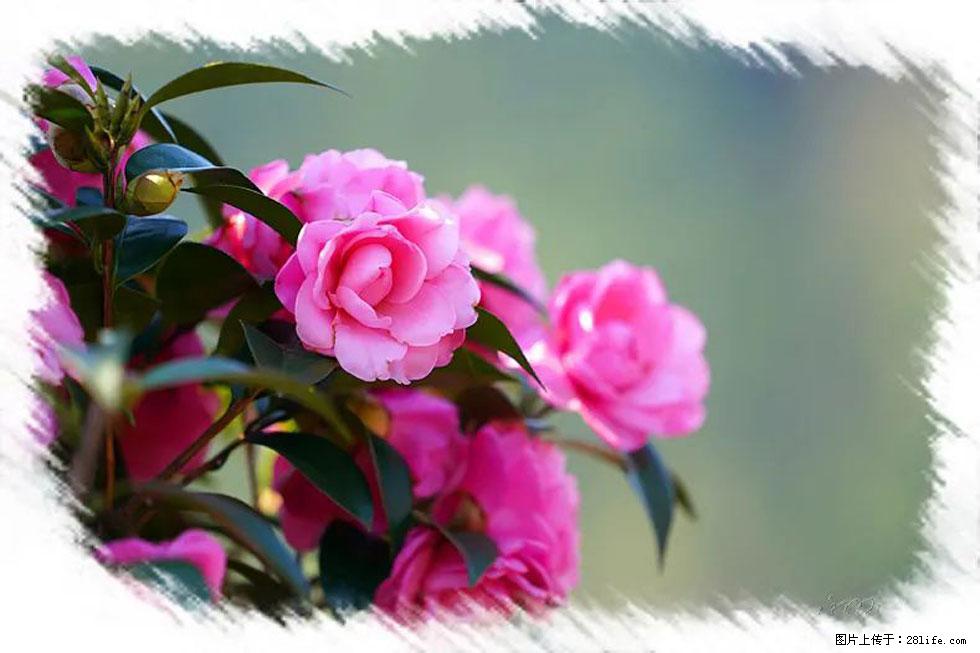 【春天，广西桂林灌阳县向您发出邀请！】杨柳井茶花惹人爱 - 游山玩水 - 桂林生活社区 - 桂林28生活网 www.28life.net