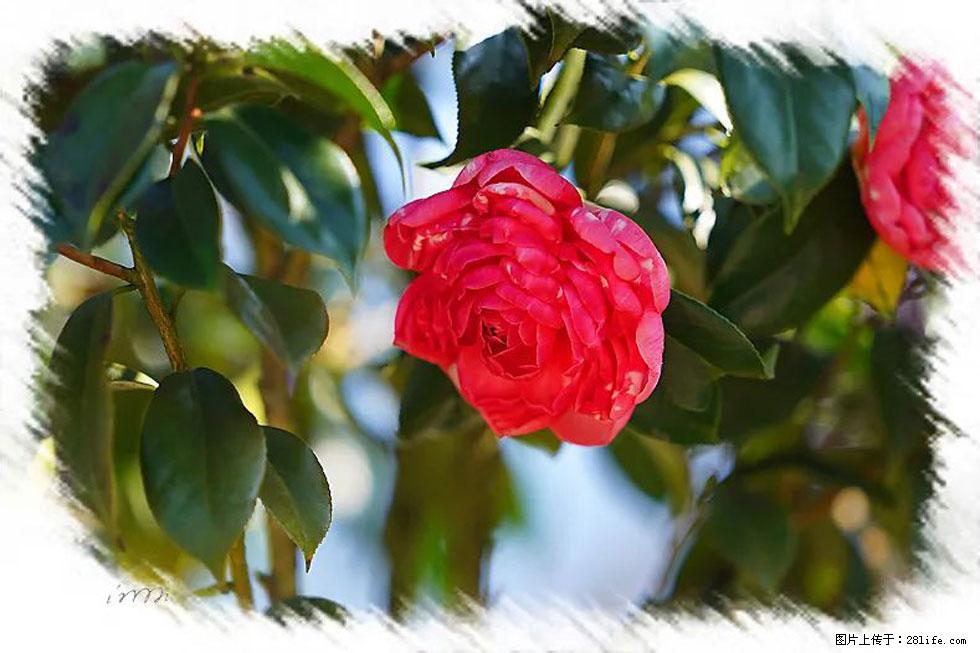 【春天，广西桂林灌阳县向您发出邀请！】杨柳井茶花惹人爱 - 游山玩水 - 桂林生活社区 - 桂林28生活网 www.28life.net