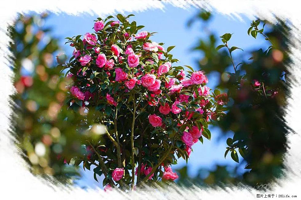 【春天，广西桂林灌阳县向您发出邀请！】杨柳井茶花惹人爱 - 游山玩水 - 桂林生活社区 - 桂林28生活网 www.28life.net