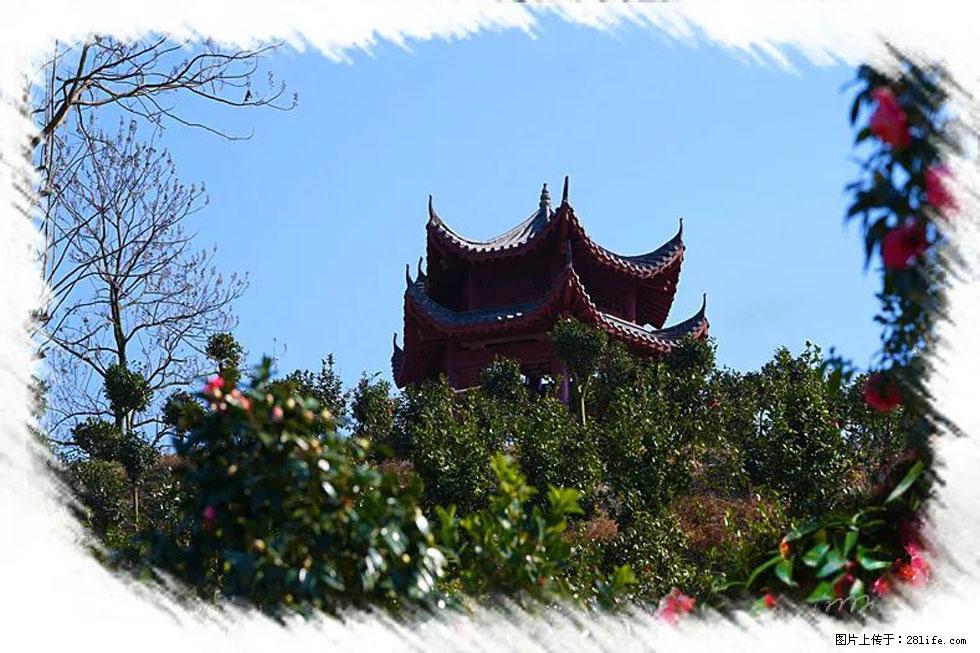 【春天，广西桂林灌阳县向您发出邀请！】杨柳井茶花惹人爱 - 游山玩水 - 桂林生活社区 - 桂林28生活网 www.28life.net