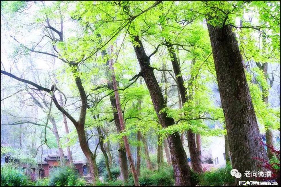 【春天，广西桂林灌阳县向您发出邀请！】在小龙村与春天约会 - 游山玩水 - 桂林生活社区 - 桂林28生活网 www.28life.net