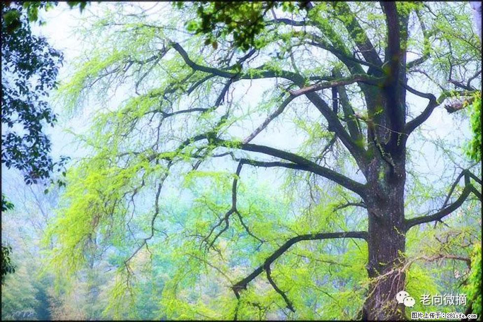 【春天，广西桂林灌阳县向您发出邀请！】在小龙村与春天约会 - 游山玩水 - 桂林生活社区 - 桂林28生活网 www.28life.net