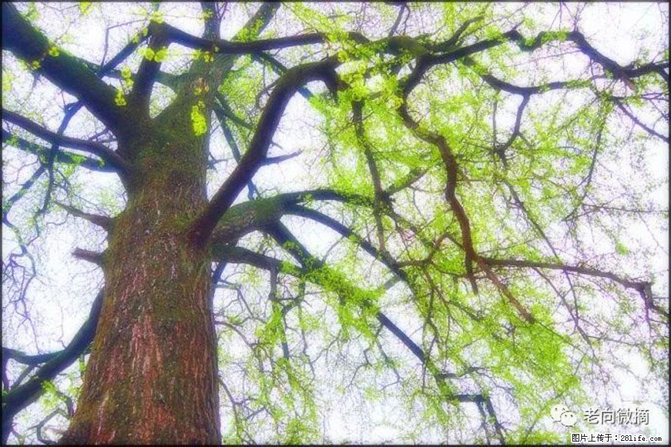 【春天，广西桂林灌阳县向您发出邀请！】在小龙村与春天约会 - 游山玩水 - 桂林生活社区 - 桂林28生活网 www.28life.net
