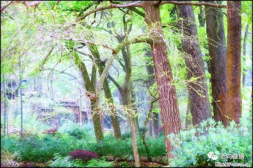 【春天，广西桂林灌阳县向您发出邀请！】在小龙村与春天约会 - 游山玩水 - 桂林生活社区 - 桂林28生活网 www.28life.net