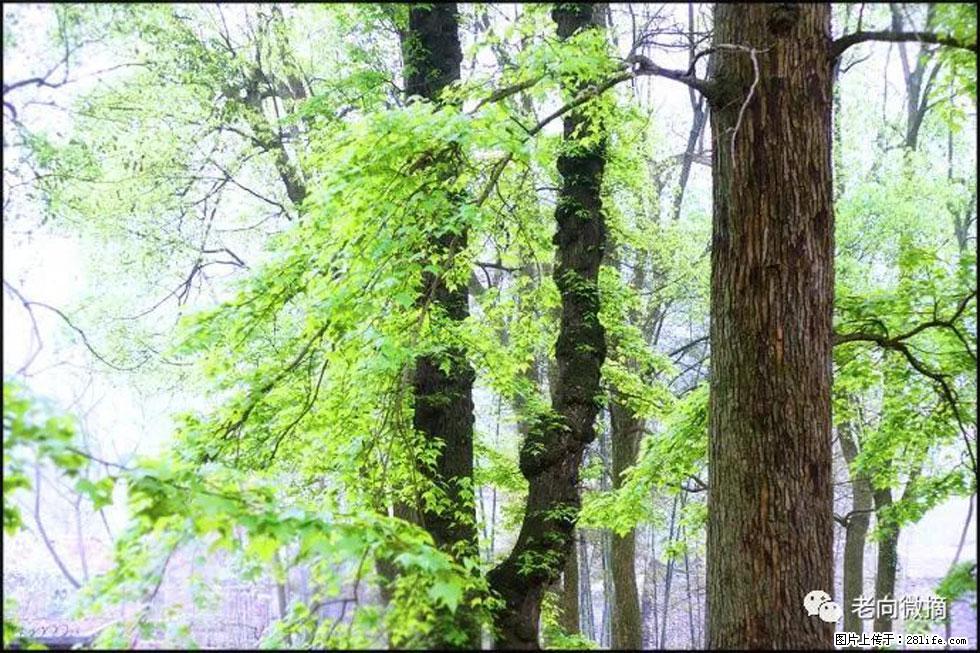 【春天，广西桂林灌阳县向您发出邀请！】在小龙村与春天约会 - 游山玩水 - 桂林生活社区 - 桂林28生活网 www.28life.net