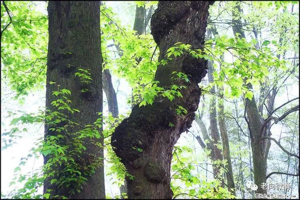 【春天，广西桂林灌阳县向您发出邀请！】在小龙村与春天约会 - 游山玩水 - 桂林生活社区 - 桂林28生活网 www.28life.net