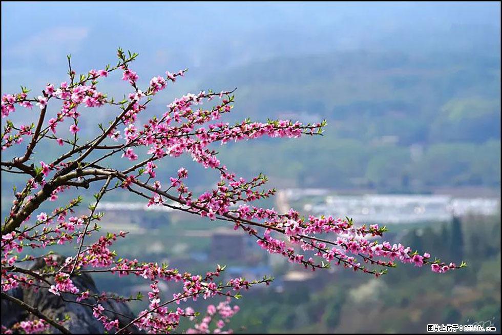 【春天，广西桂林灌阳县向您发出邀请！】望月岭上桃花开 - 游山玩水 - 桂林生活社区 - 桂林28生活网 www.28life.net