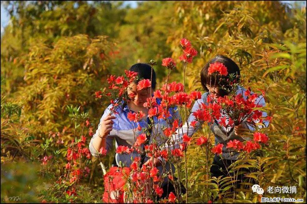 【春天，广西桂林灌阳县向您发出邀请！】登麒麟山，相约映山红 - 游山玩水 - 桂林生活社区 - 桂林28生活网 www.28life.net