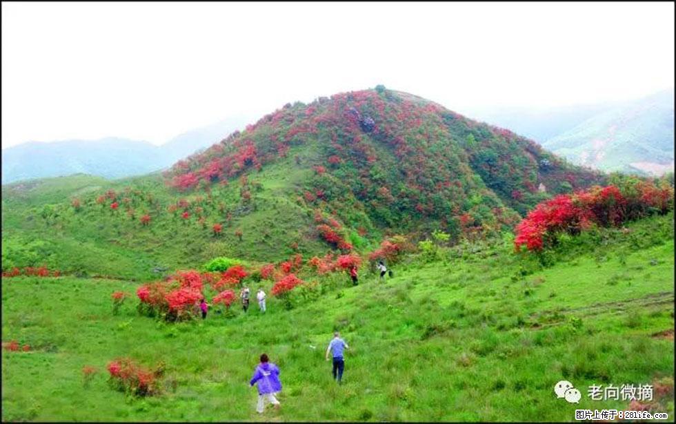 【春天，广西桂林灌阳县向您发出邀请！】宝盖山上映山红 - 游山玩水 - 桂林生活社区 - 桂林28生活网 www.28life.net