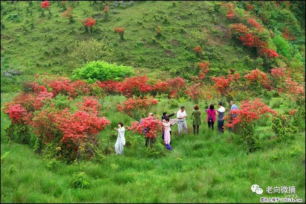 【春天，广西桂林灌阳县向您发出邀请！】宝盖山上映山红 - 游山玩水 - 桂林生活社区 - 桂林28生活网 www.28life.net