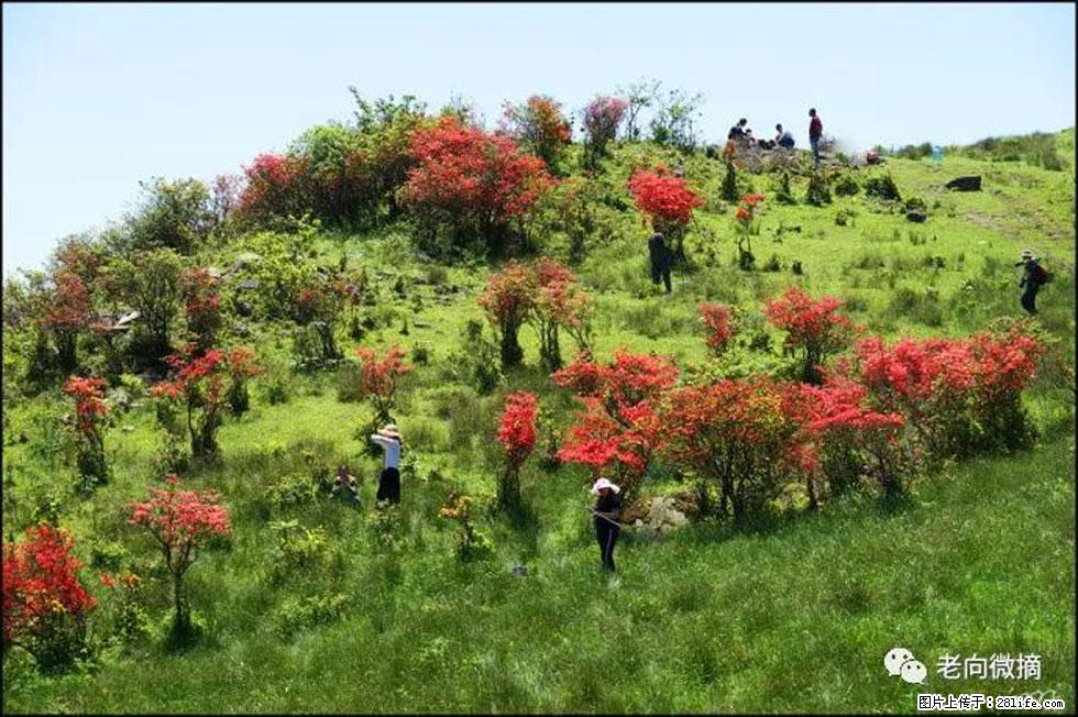 【春天，广西桂林灌阳县向您发出邀请！】宝盖山上映山红 - 游山玩水 - 桂林生活社区 - 桂林28生活网 www.28life.net