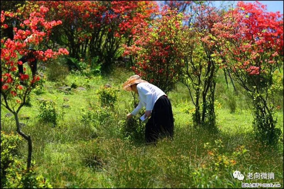 【春天，广西桂林灌阳县向您发出邀请！】宝盖山上映山红 - 游山玩水 - 桂林生活社区 - 桂林28生活网 www.28life.net
