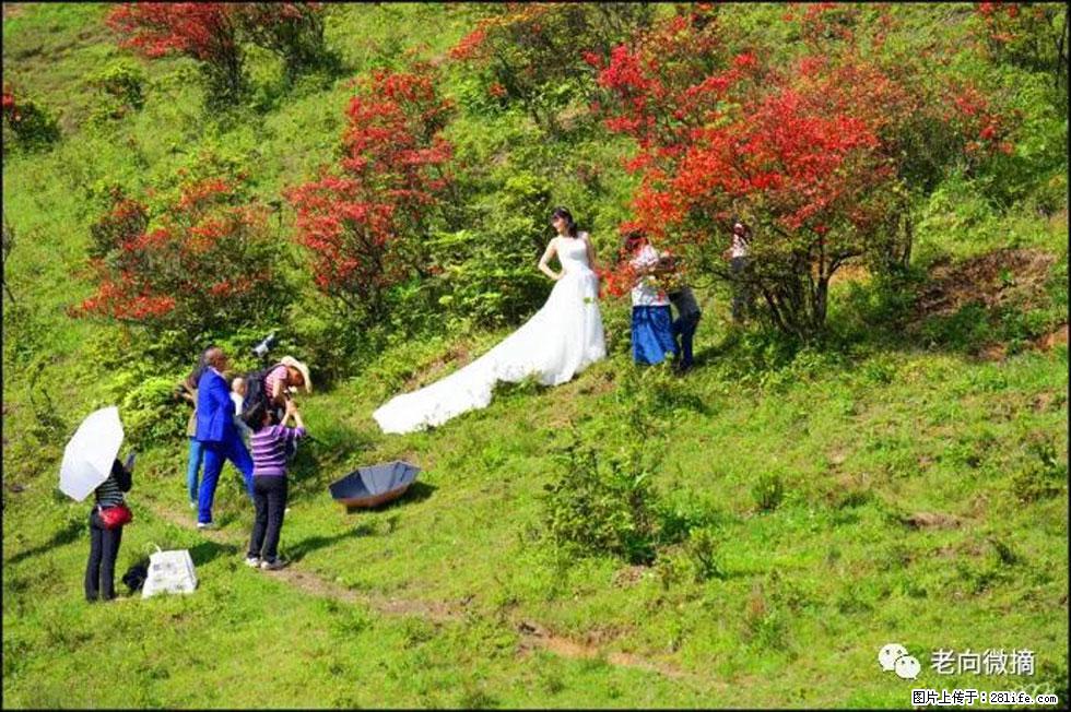 【春天，广西桂林灌阳县向您发出邀请！】宝盖山上映山红 - 游山玩水 - 桂林生活社区 - 桂林28生活网 www.28life.net