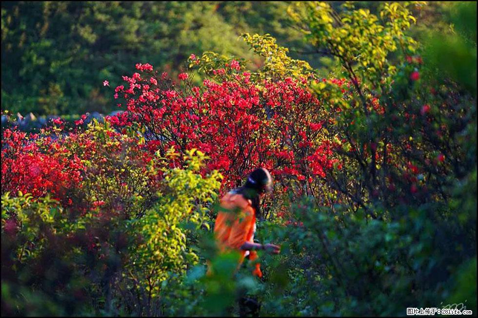 【春天，广西桂林灌阳县向您发出邀请！】春木界上映山红 - 游山玩水 - 桂林生活社区 - 桂林28生活网 www.28life.net