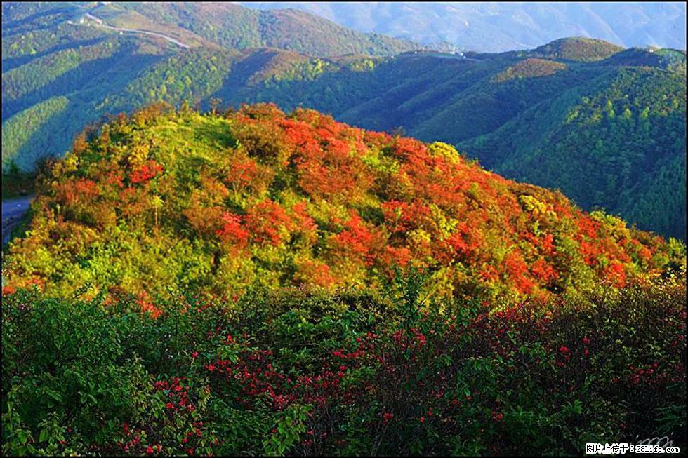 【春天，广西桂林灌阳县向您发出邀请！】春木界上映山红 - 游山玩水 - 桂林生活社区 - 桂林28生活网 www.28life.net