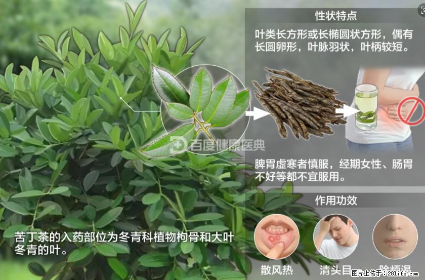 苦丁茶有哪些功效和作用 - 生活百科 - 桂林生活社区 - 桂林28生活网 www.28life.net