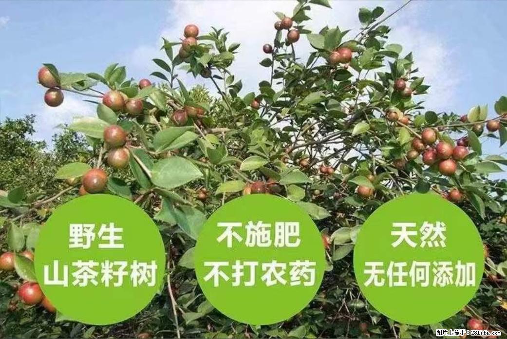 【灌阳县油茶产业示范区】一个有着充实的精神生活的人，对待身外之物自会有一种淡泊的态度 - 美食天地 - 桂林生活社区 - 桂林28生活网 www.28life.net
