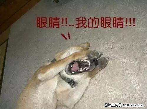 笑癫了！一女的怀孕三年未生，他终于忍不住了... - 娱乐八卦 - 桂林生活社区 - 桂林28生活网 www.28life.net