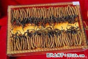 13597303737冬虫夏草回收，茅台酒回收，路易十三回收 - 保健品 - 饮食特产 - 桂林分类信息 - 桂林28生活网 www.28life.net