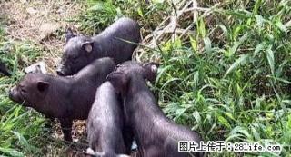 环江香猪种群低价出售！！ - 桂林28生活网 www.28life.net