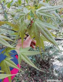 大量收购野生青枫 (三角枫，五角枫) - 桂林28生活网 www.28life.net
