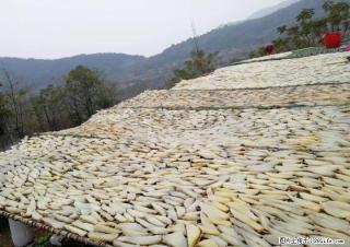 全州白宝高山富硒精品红薯干---还是小时候的味道，老品种老做法 - 桂林28生活网 www.28life.net