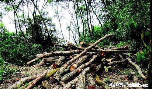 桂林与十二县团队砍树，割草，挖地 - 其它 - 农林牧渔 - 桂林分类信息 - 桂林28生活网 www.28life.net