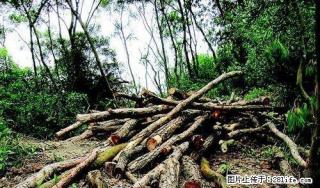 桂林与十二县团队砍树，割草，挖地 - 桂林28生活网 www.28life.net