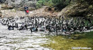 正宗龙胜翠鸭一只三斤重以上山区土鸭 - 桂林28生活网 www.28life.net
