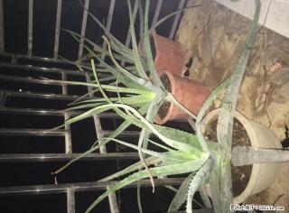 各种美容养颜药用的芦荟， - 桂林28生活网 www.28life.net