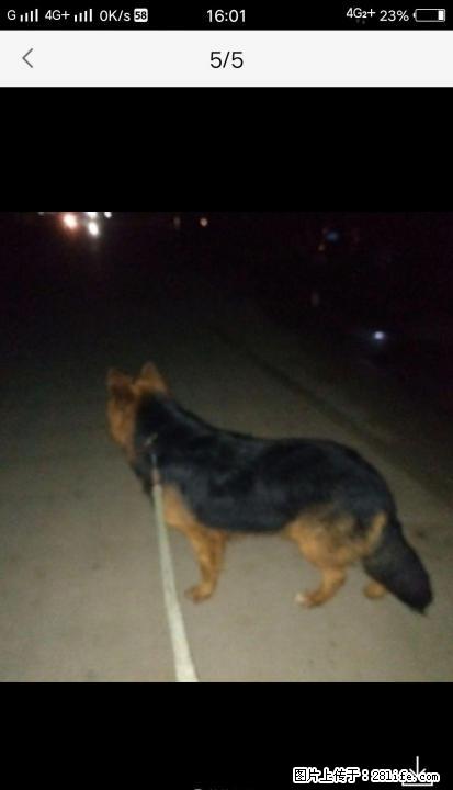 自家养纯种德国牧羊犬 - 宠物交易 - 宠物信息 - 桂林分类信息 - 桂林28生活网 www.28life.net