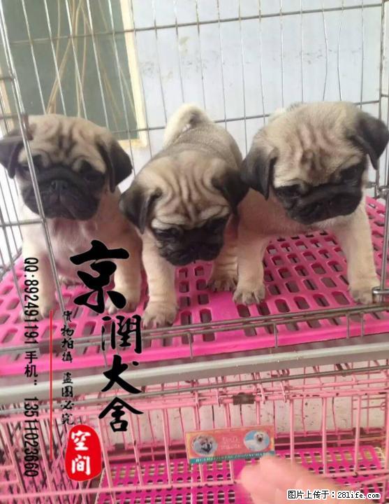 北京哪里有卖纯种巴哥幼犬的 北京卖八哥的 巴哥犬配种 - 宠物交易 - 宠物信息 - 桂林分类信息 - 桂林28生活网 www.28life.net