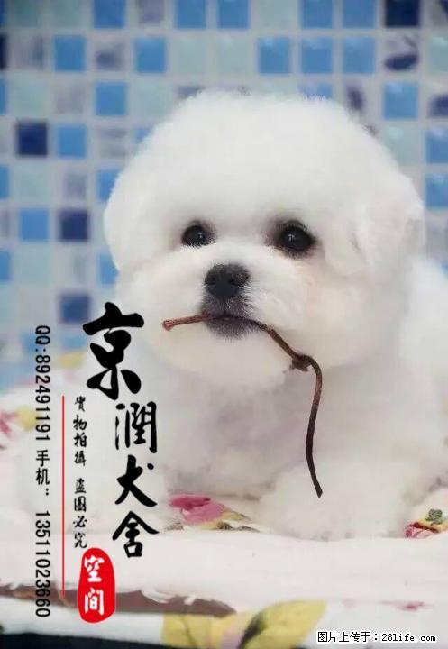 北京有卖三个月的比熊的吗 北京有给比熊配种的吗 - 宠物交易 - 宠物信息 - 桂林分类信息 - 桂林28生活网 www.28life.net