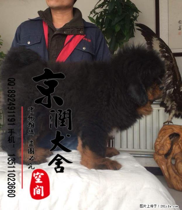 出售纯种大狮头小藏獒 狮头小藏獒 红獒 铁包金 雪獒 - 宠物交易 - 宠物信息 - 桂林分类信息 - 桂林28生活网 www.28life.net