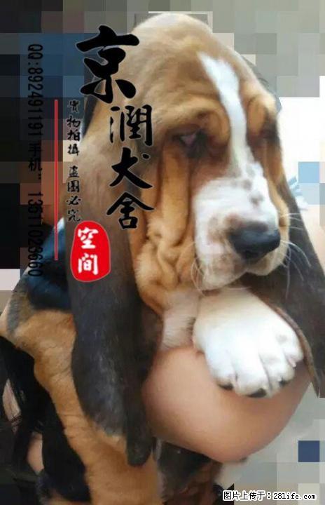 出售纯种双血统巴吉度幼犬 巴吉度图片 巴吉度小狗 - 宠物交易 - 宠物信息 - 桂林分类信息 - 桂林28生活网 www.28life.net